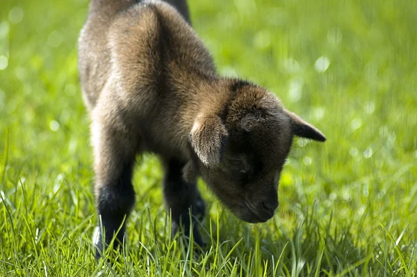 Baby geit op zijn eerste wandeling. — Stockfoto