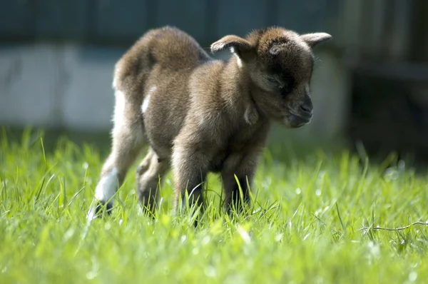 Bébé chèvre profitant du soleil — Photo
