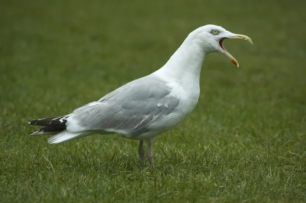 Shouting Seagull — Stock Photo, Image