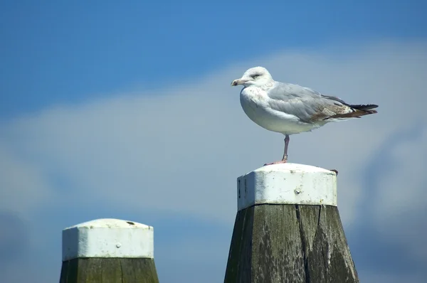 Relaxing Seagull — Stock Photo, Image