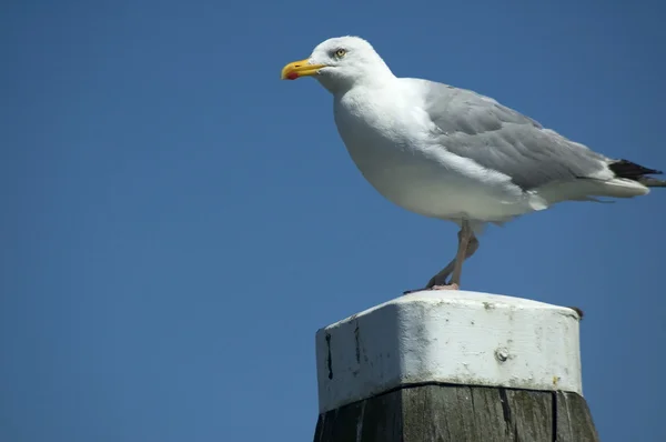Observação da gaivota — Fotografia de Stock
