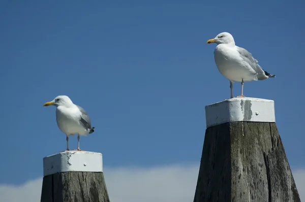 Two Seagulls — Stock Photo, Image