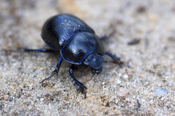 stock image Blue Bloody-nosed Beetle