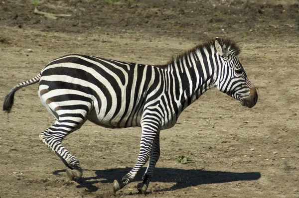Zebra corrente — Fotografia de Stock