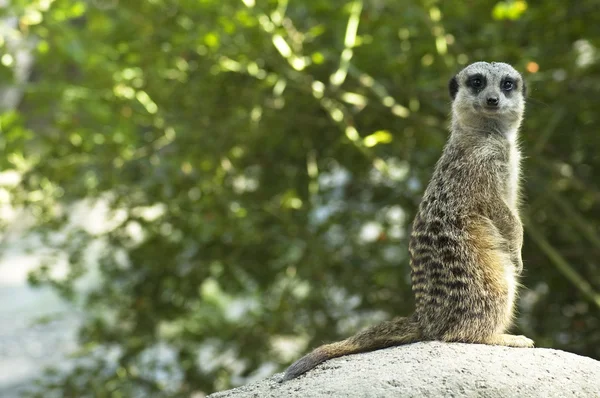 A olhar para o Meerkat — Fotografia de Stock
