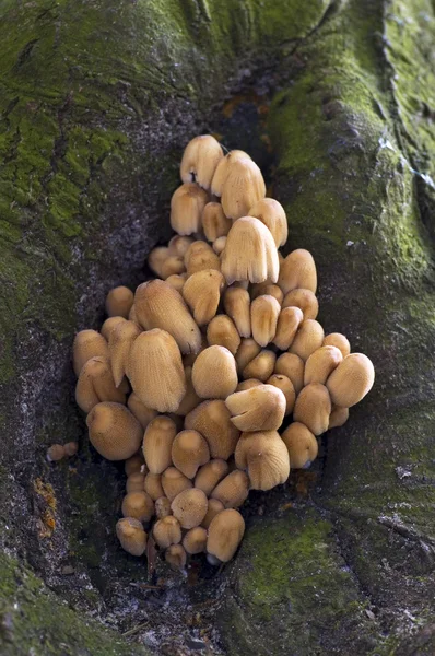 Setas en un árbol — Foto de Stock