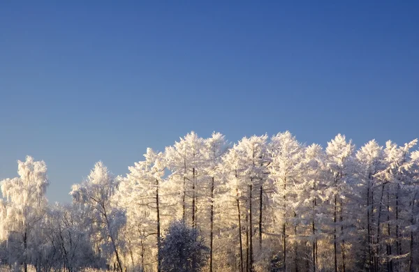 冬のワンダーランド — ストック写真
