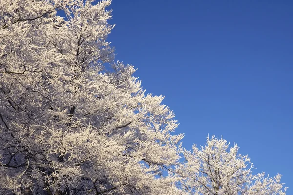 Träd med rimfrost — Stockfoto