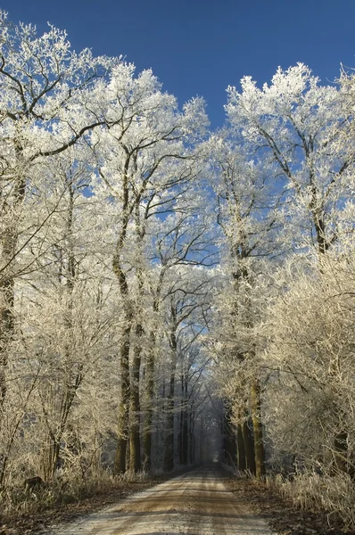 Téli kerti ösvény — Stock Fotó