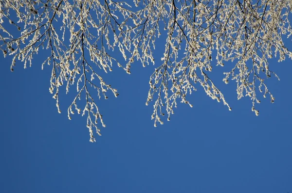 stock image Tree Twigs With Hoarfrost