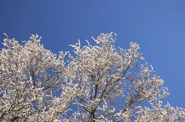 stock image Hoarfrosty Tree Twigs