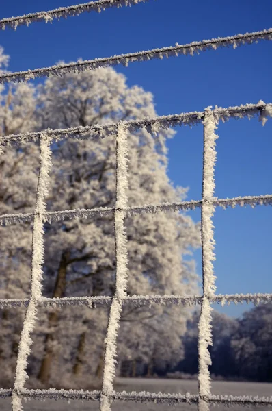 Frozen Fence — Stock Photo, Image