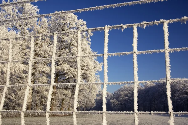 Замороженный забор — стоковое фото