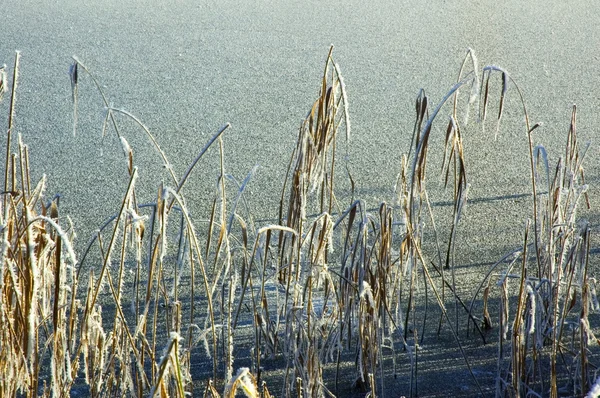 Frozen Cane And Lake — Stock Photo, Image