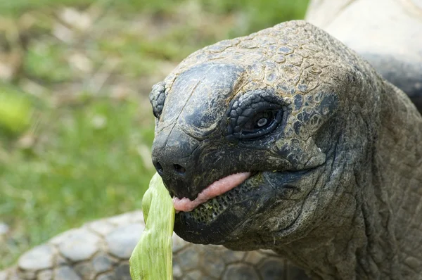 Eating giant tortois — Stock Photo, Image