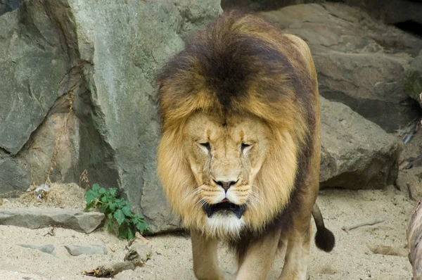 老狮子 — 图库照片