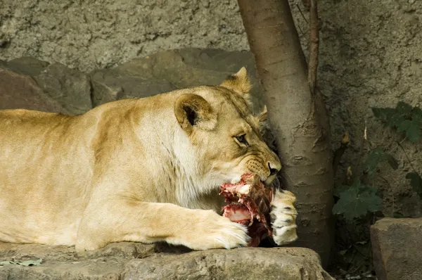 Dişi aslan yeme — Stok fotoğraf
