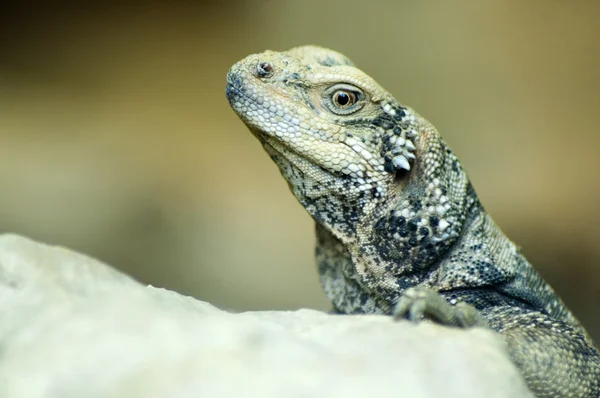 Closeup of Lizard — Stock Photo, Image
