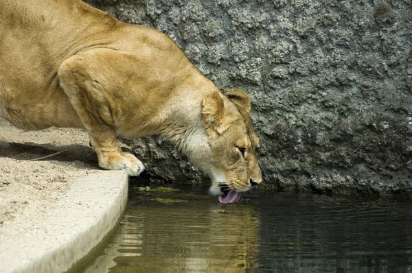ライオンを飲む — ストック写真