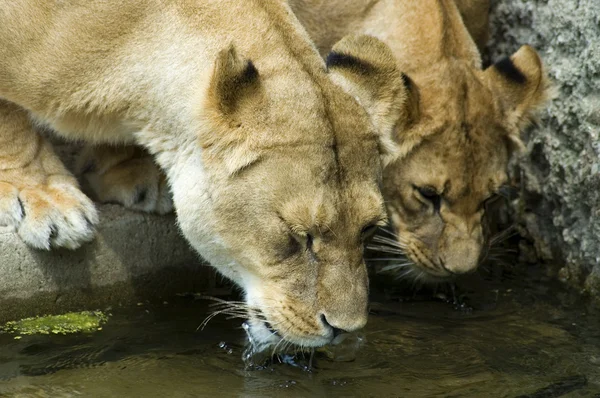 Zwei trinkende Löwinnen — Stockfoto