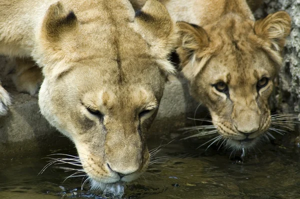 两个饮水母狮-2 — 图库照片