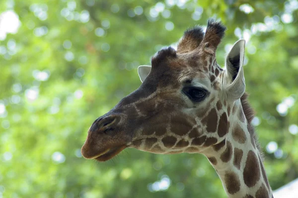 Nyfiken giraff — Stockfoto