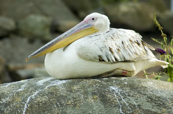 stock image Resting pelican