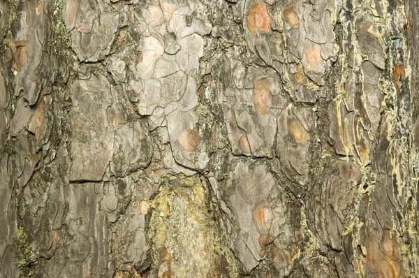 Drzewo tekstura — Zdjęcie stockowe
