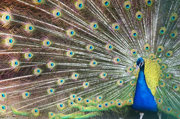Güzel mavi tavus kuşu — Stok fotoğraf