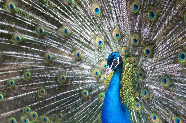 美しい青孔雀 — ストック写真