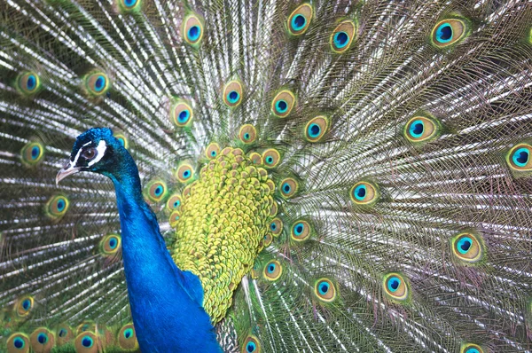 Beautiful Blue Peacock — Stock Photo, Image