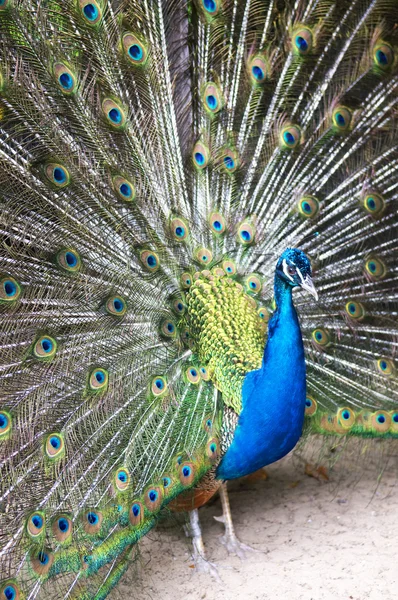 美しい青孔雀 — ストック写真