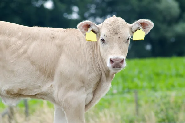 Vita baby cow — Stockfoto