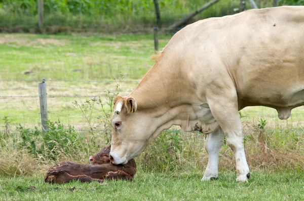 刚出生的牛 — 图库照片