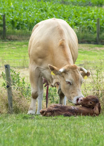 Net geboren koe — Stockfoto