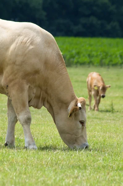 放牧奶牛 — 图库照片