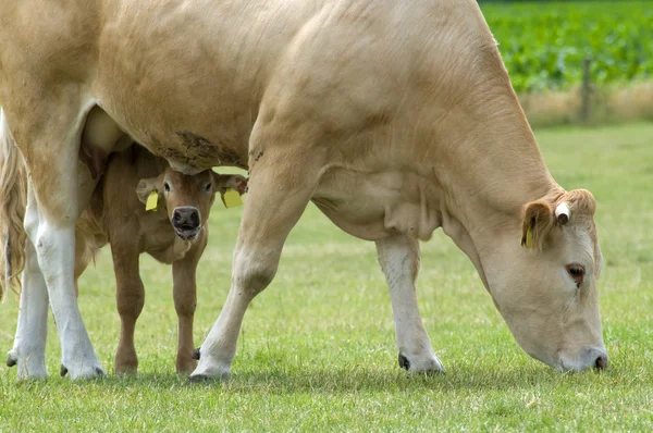 Пасущаяся корова с ребенком — стоковое фото