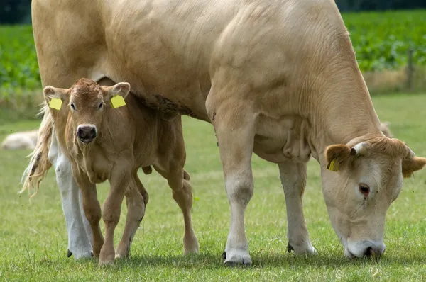 Пасущаяся корова с ребенком — стоковое фото