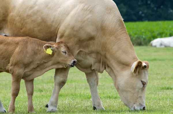 婴儿与母亲的母牛 — 图库照片