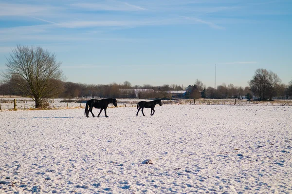 stock image Winter Scenic