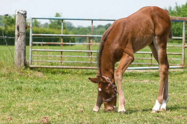 Little foal eating grass — Stock Photo, Image