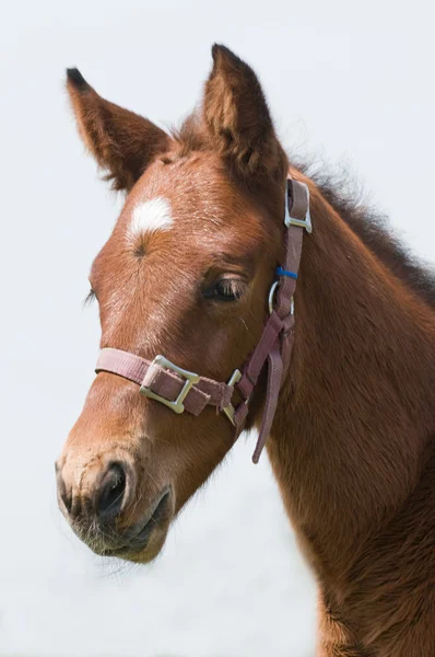 Cute Horse — Stock Photo, Image