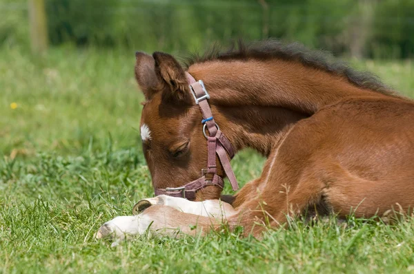 Resting foal — Stock Photo, Image