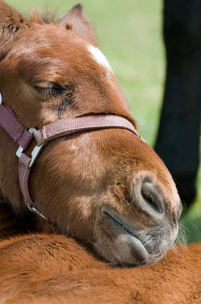 Carino cavallo riposo — Foto Stock