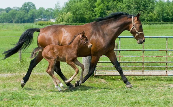 Mare and foal running — Stock Photo, Image