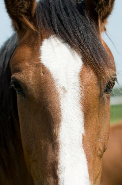 Horse closeup — Stock Photo, Image