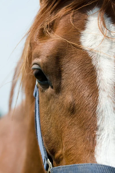Primo piano del cavallo — Foto Stock