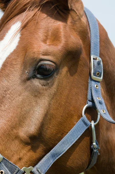 Кінь очі крупним планом — стокове фото