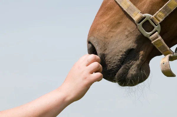 Naso di cavallo — Foto Stock