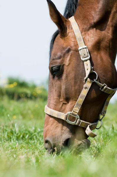 Horse closeup eating — Stock Photo, Image